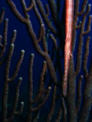 A trumpet fish hanging out at The South Water Cay Marine ... by Martin Spragg 